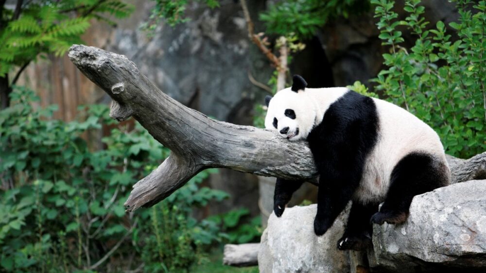 La-narrazione-incredibile-del-panda-gigante-o-panda-maggiore-origine-e-caratteristiche