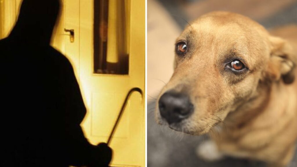 "Avete ucciso il nostro cane. Indifeso, oltretutto anziano, e che al massimo vi avrà abbaiato e avrà lottato con tutte le sue forze per difendere la casa e la famiglia."