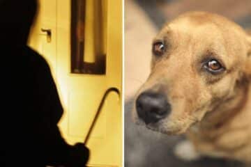 Ladri entrano in casa e uccidono il cane a calci perché abbaia - Foto