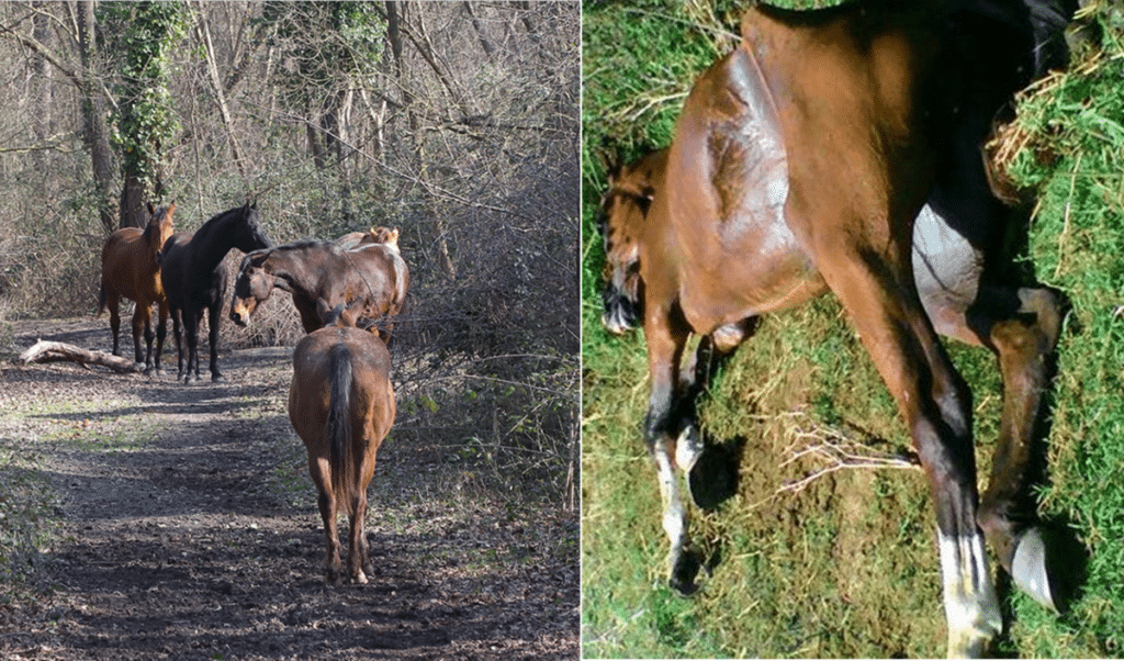 Cavalli uccisi Tarquinia