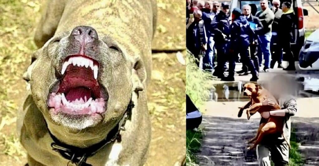 Bimbo ucciso da due pibull a Eboli