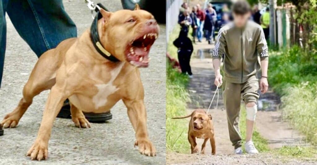 Pitbull aggrediscono bimbo di 13 mesi