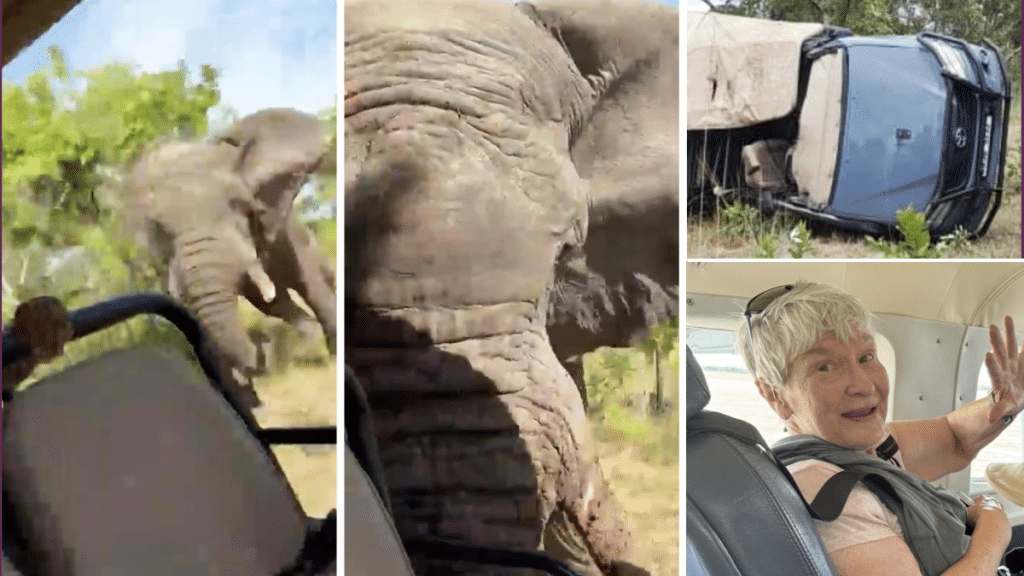 Uno dei passeggeri ha filmato il VIDEO dell'attacco, persino quando l'elefante capovolge il veicolo. Le immagini sono scioccanti