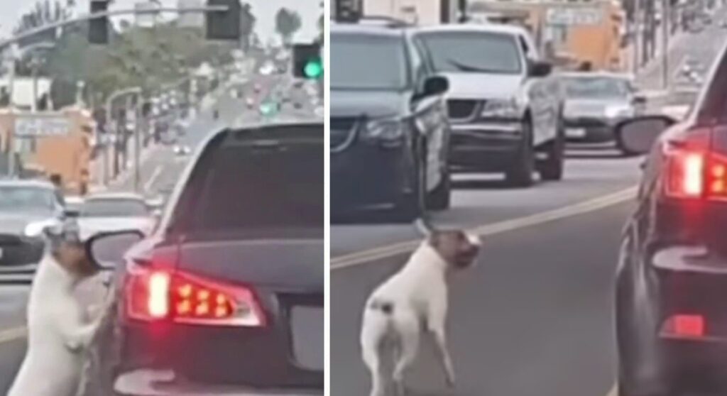 Il VIDEO è diventato presto virale. Ed è straziante