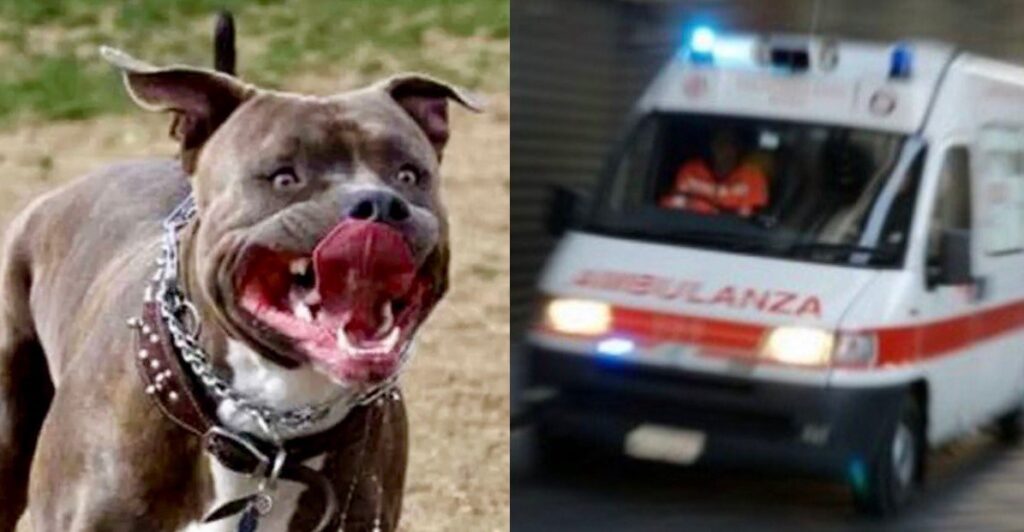 Bimbo azzannato da un pitbull a Mantova