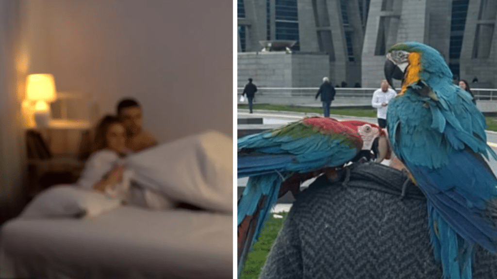 L'uomo, una volta tornato a casa, ha sentito ripetere ai due pappagalli: "Mio marito non c'è, puoi venire"