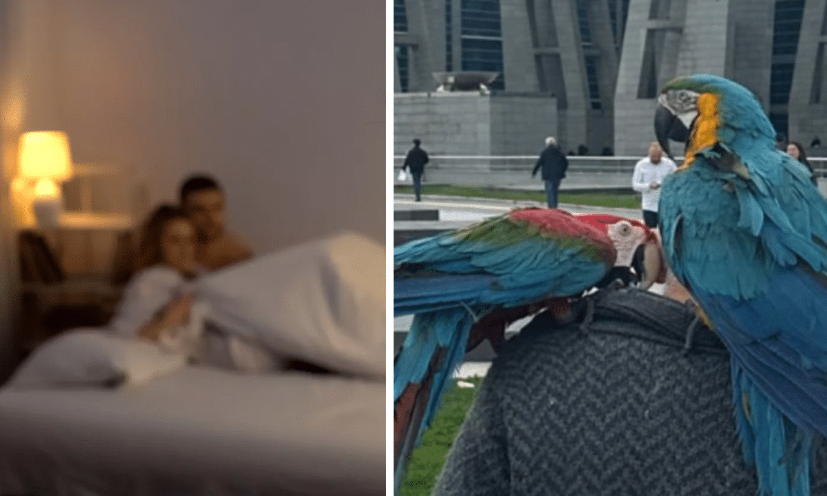 L'uomo, una volta tornato a casa, ha sentito ripetere ai due pappagalli: "Mio marito non c'è, puoi venire"