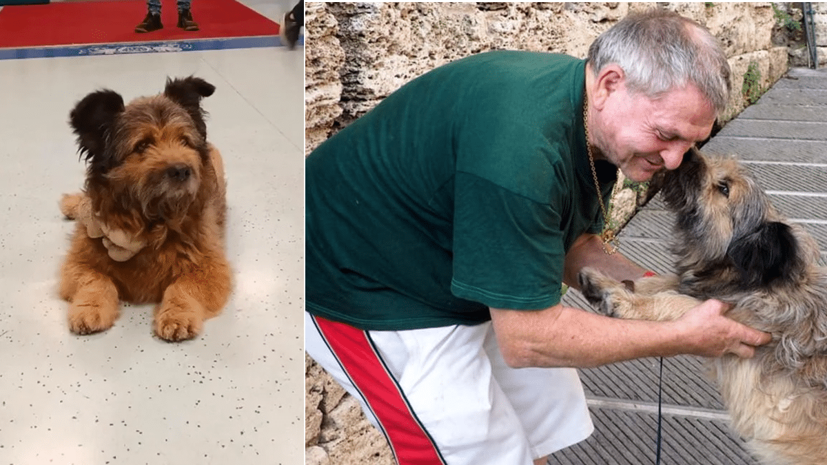 Francesco, il cagnolino che ha aspettato il suo padrone