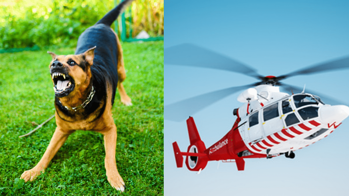 Bimba azzannata da un cane