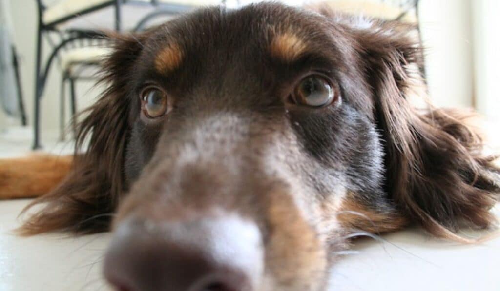 vaccino cancro canino