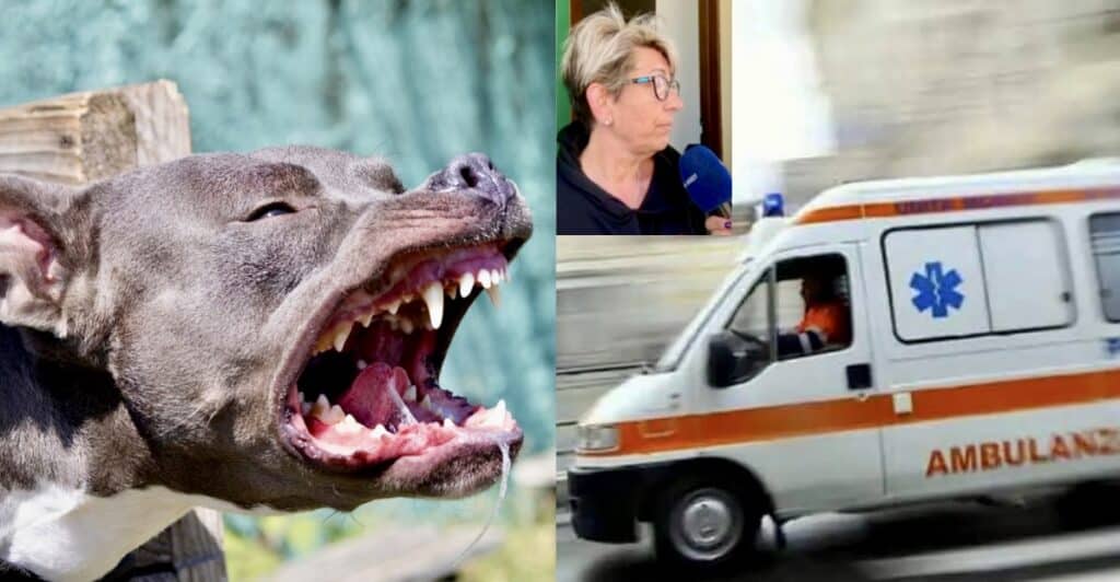 Neonato sbranato e ucciso da un pitbull