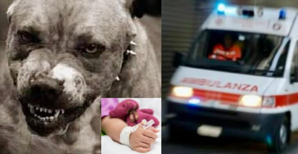 Bimba di due anni azzannata da un pitbull mentre gioca con la sorellina
