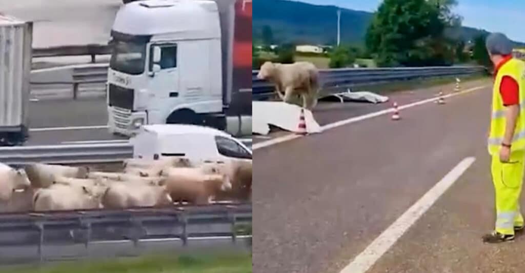 Camion pieno di bovini si ribalta in A4: mucche in fuga in autostrada