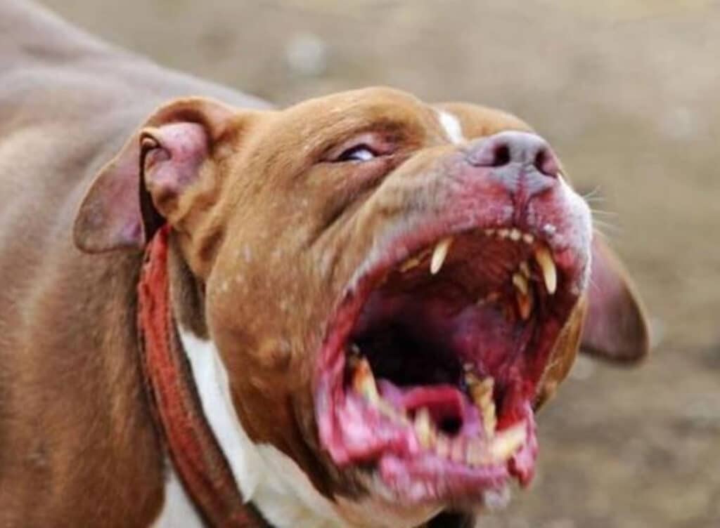 Inspiegabilmente il cane si è scagliato contro il suo padrone azzannandolo a braccia e parti intime