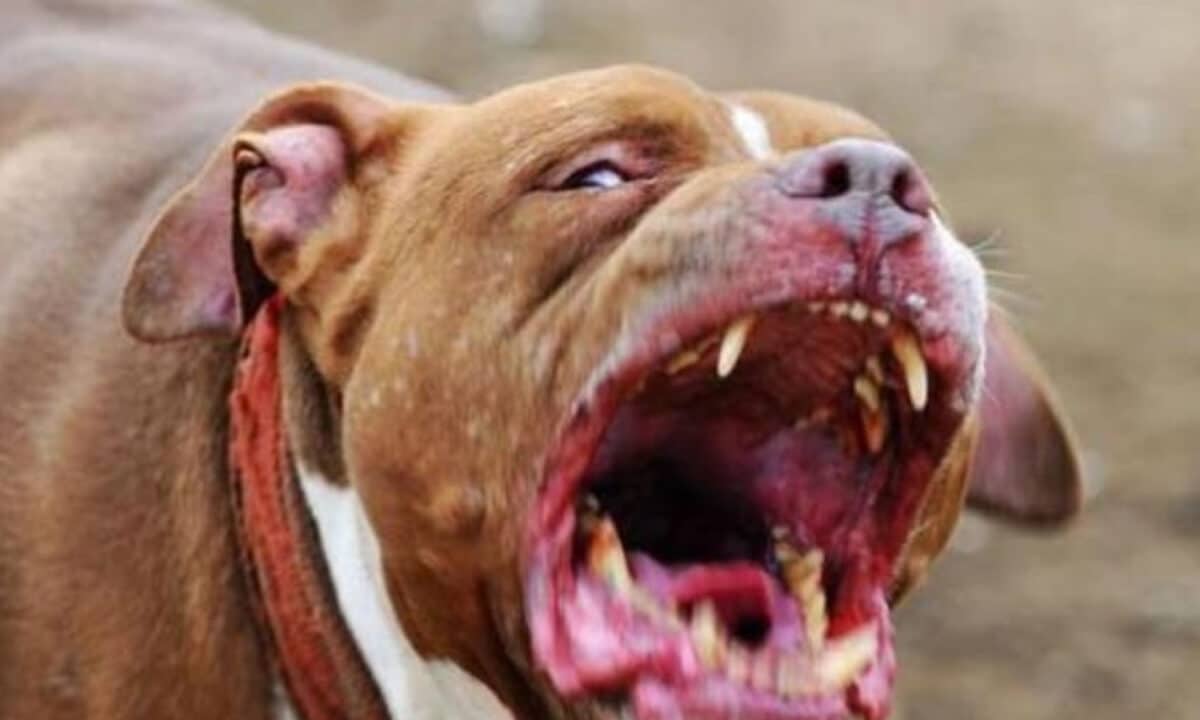 Inspiegabilmente il cane si è scagliato contro il suo padrone azzannandolo a braccia e parti intime