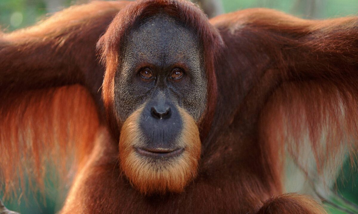 Rakus, l'orango che si cura da solo: “Mastica delle foglie medicinali e le utilizza per curarsi”