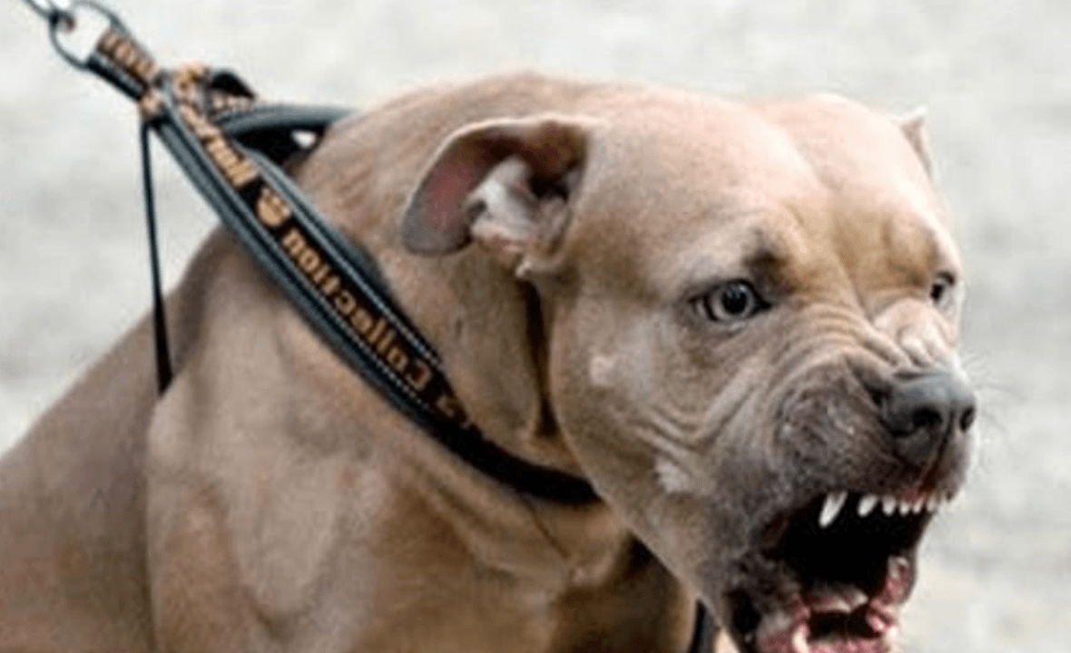 La tragedia di Palazzolo Vercellese avviene nello stesso giorno di altre due aggressioni, avvenute però nel Foggiano