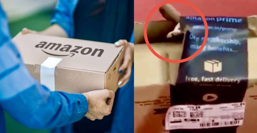 Serpente velenoso nel pacco Amazon: il VIDEO