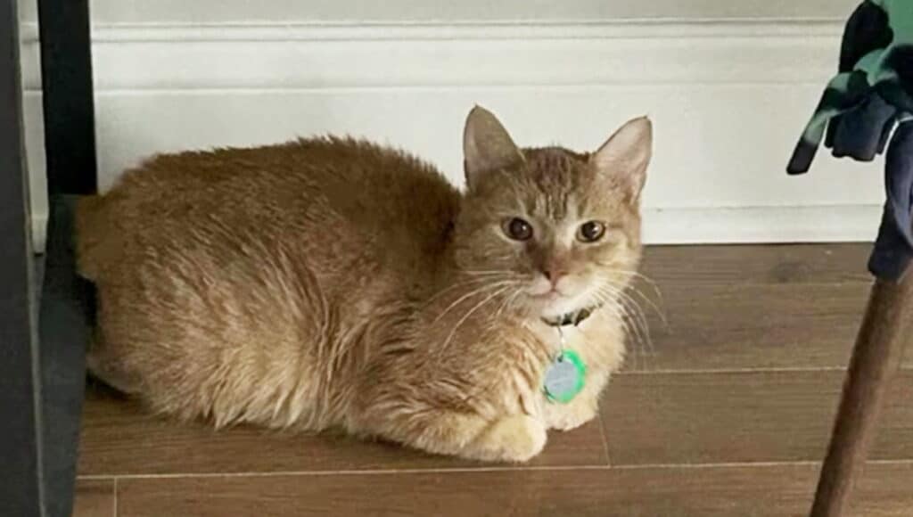 Addio a Cala, la gattina diventata meme sui social: “Sono devastata”