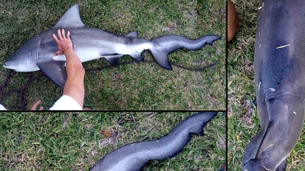 Florida, scoperto da due pescatori uno squalo con la "deformità spinale"