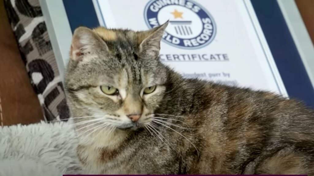 La regina delle fusa: il premio vinto dalla gatta Bella