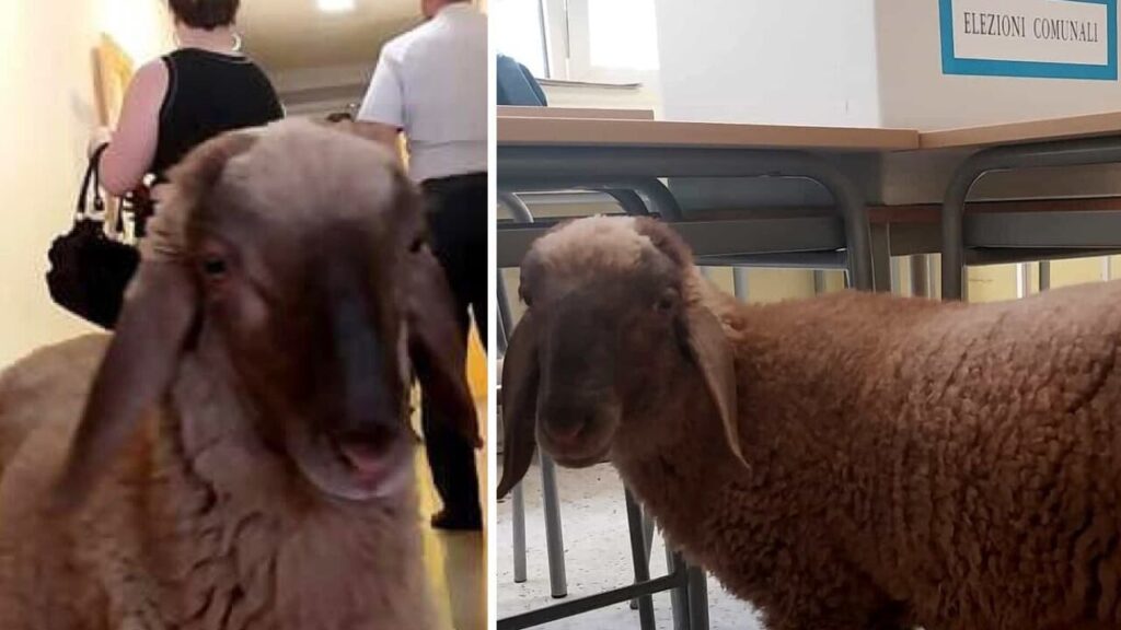Il docile ovino ha atteso con estrema pazienza e tranquillità che il suo padrone finisse di votare uno dei due candidati a sindaco nella cabina elettorale.