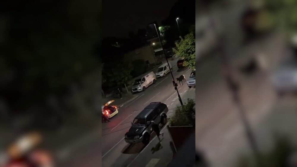 Londra, polizia travolge una mucca fuggita in strada (VIDEO)