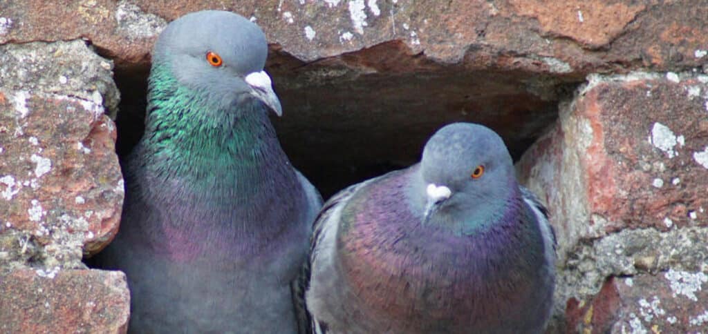 SOS piccioni a Limburg an der Lahn: ecco perché la città tedesca che ha deciso di uccidere i volatili