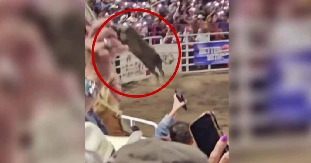 Usa, toro salta la recinzione e ferisce tre persone