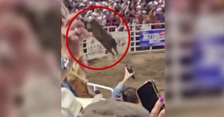 Usa, toro salta la recinzione e ferisce tre persone