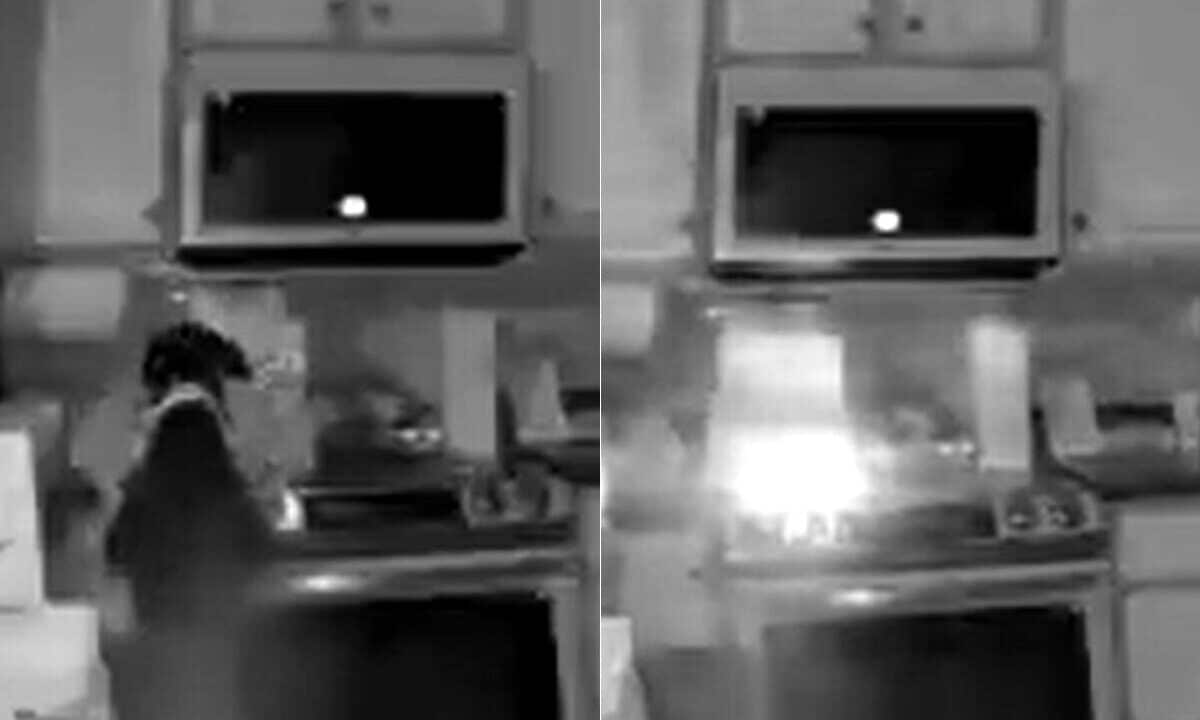 Cane rimane da solo in casa e viene salvato in extremis: ecco cos'è accaduto