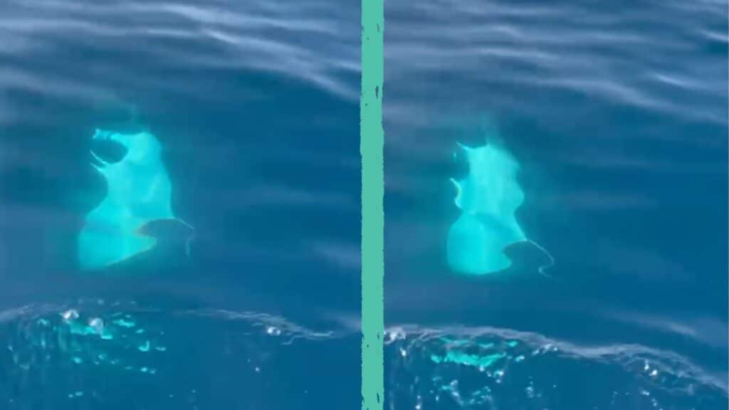 Capri, avvistato il Diavolo di mare: ecco cos'è