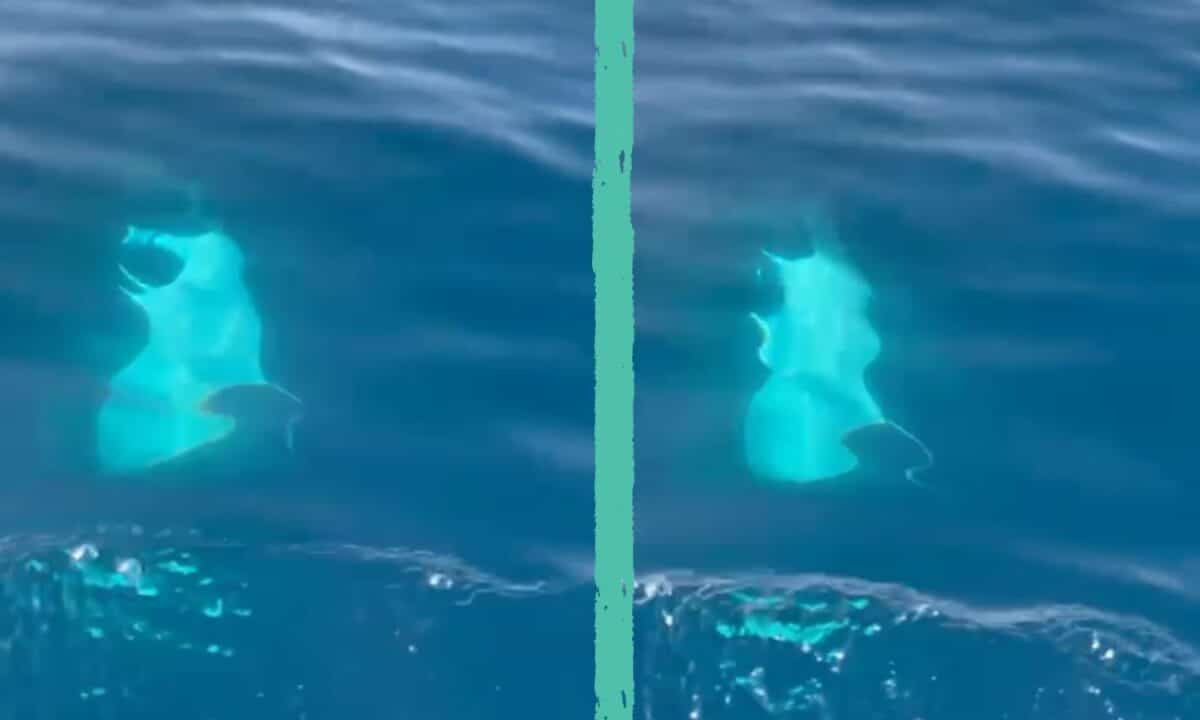 Capri, avvistato il Diavolo di mare: ecco cos'è