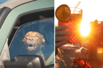 Gorizia, coppia di turisti lascia il cane chiuso in macchina sotto il sole e va a fare l’aperitivo - Foto