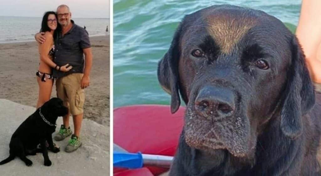 Labrador risucchiato dalle correnti e nuota per 6 km: ecco cos'è successo