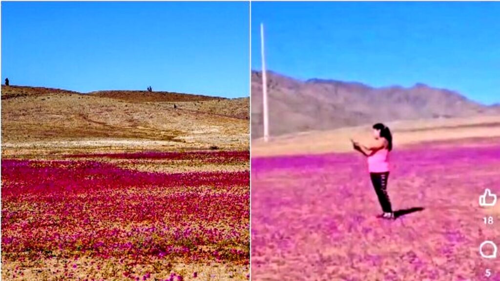 Turisti vedono fiori rarissimi nel deserto ma li calpestano: le motivazioni