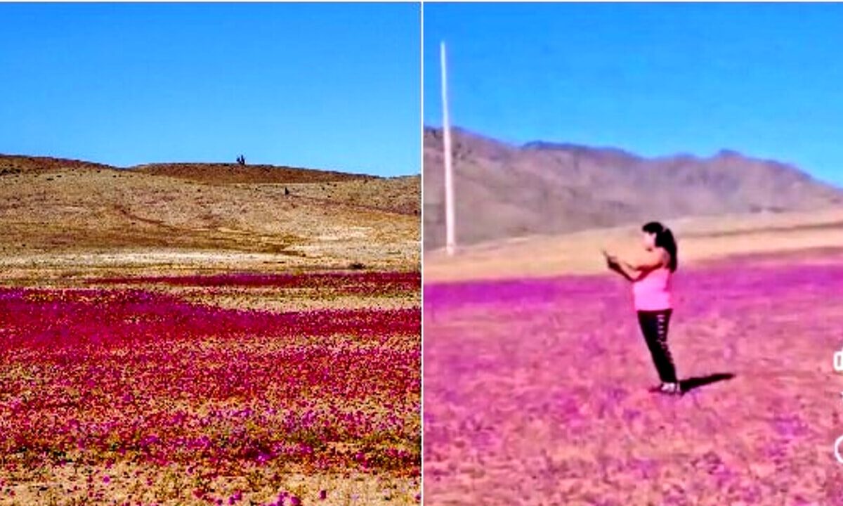 Turisti vedono fiori rarissimi nel deserto ma li calpestano: le motivazioni