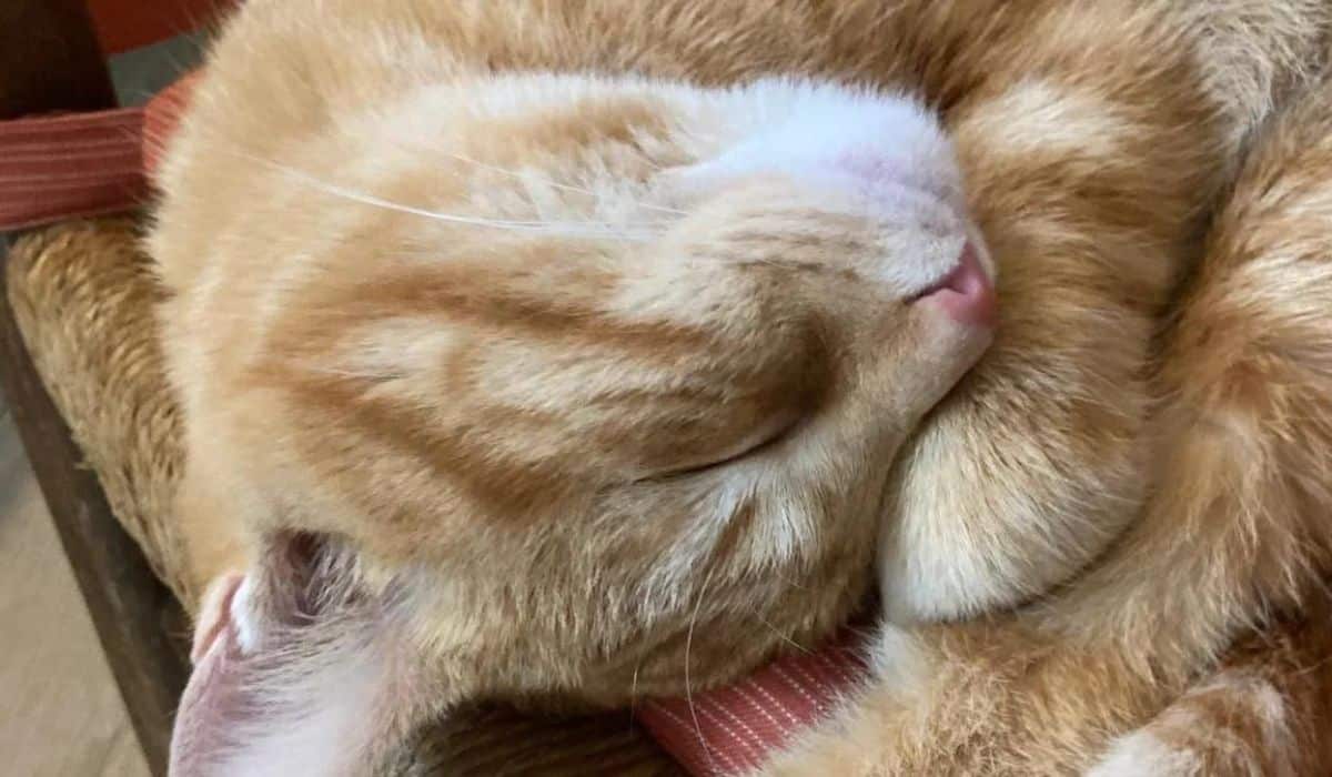 legato binari roma caracas