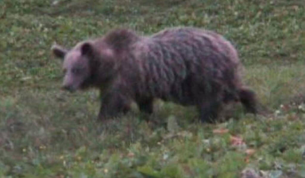 orso azzanna turista trentino