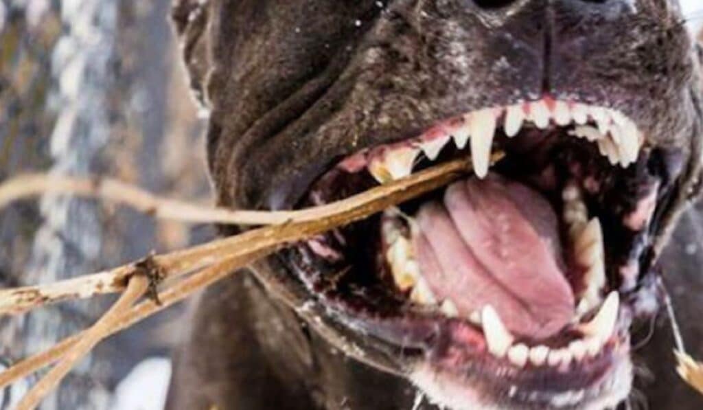 pitbull aggredisce persone