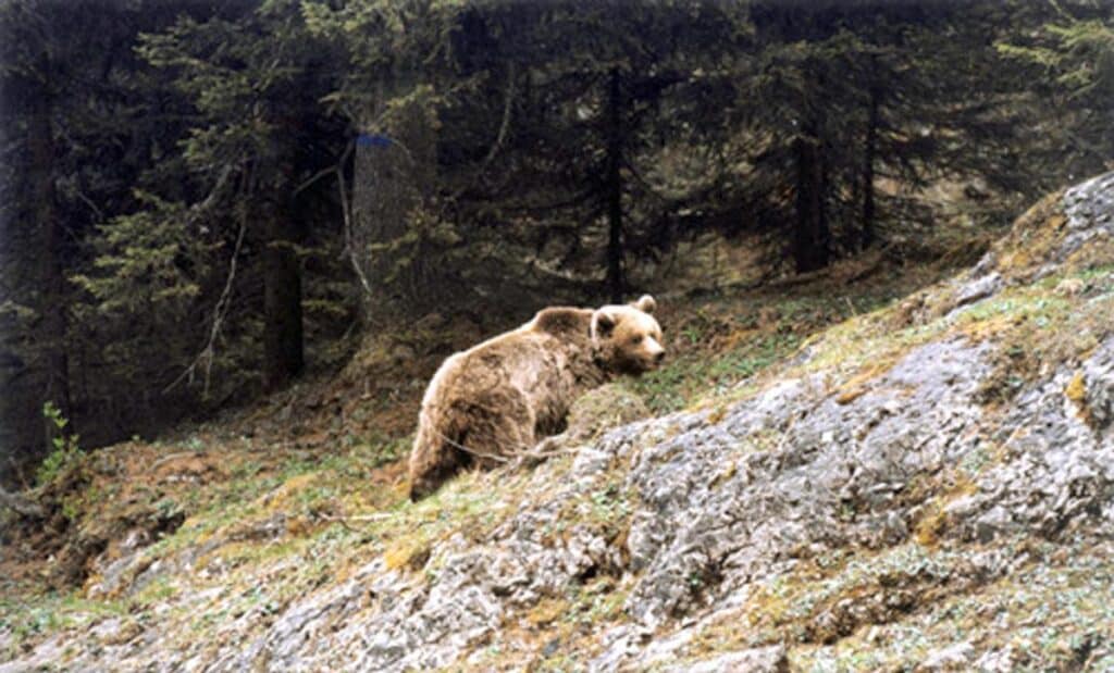 tar blocca uccisione orsa kj1