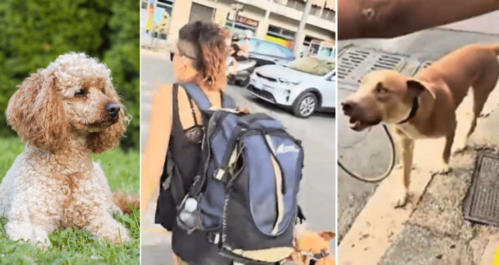 Roma, cucciolo di barboncino sbranato da un meticcio