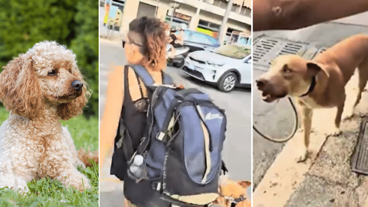 Roma, cucciolo di barboncino sbranato da un meticcio