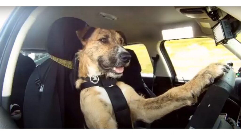 Cani al volante, aperta una scuola per insegnare ai cani a guidare: il metodo sorprendente