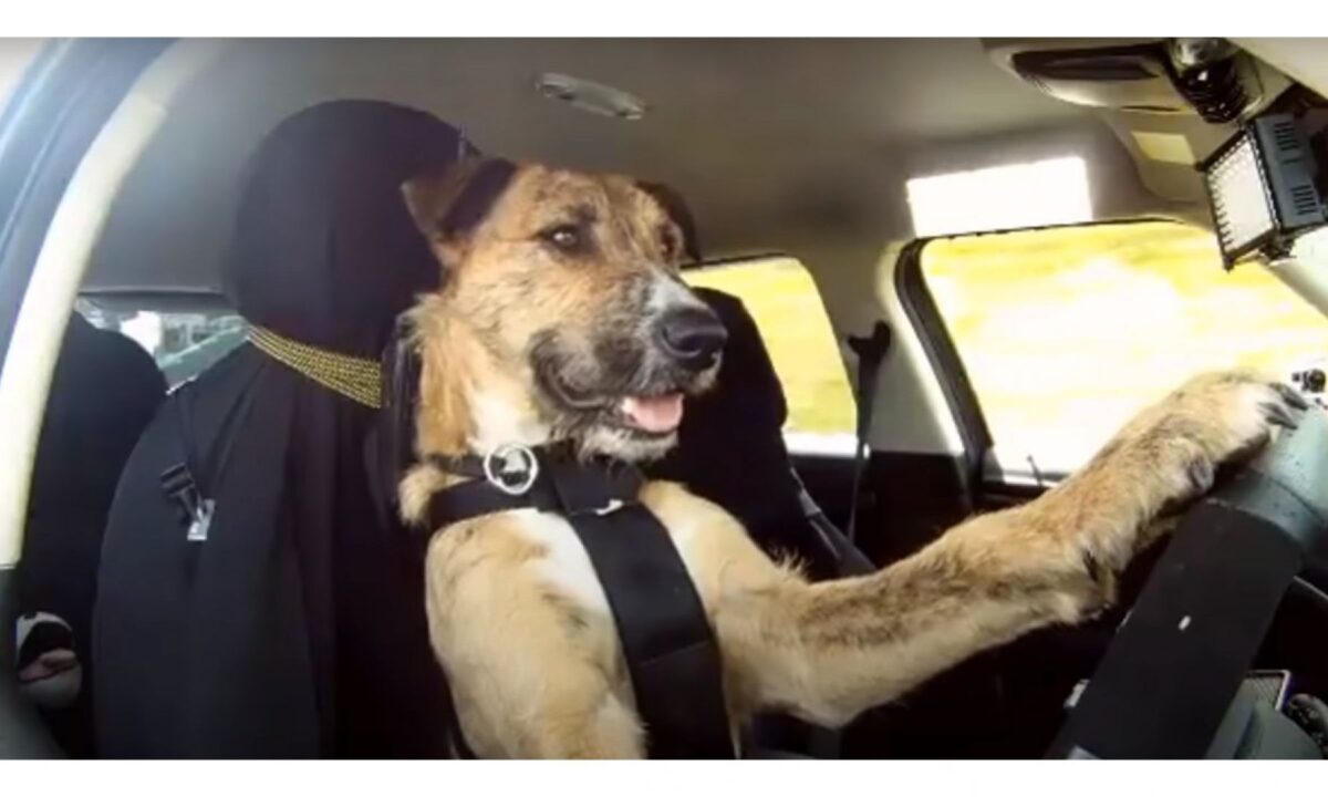 Cani al volante, aperta una scuola per insegnare ai cani a guidare: il metodo sorprendente