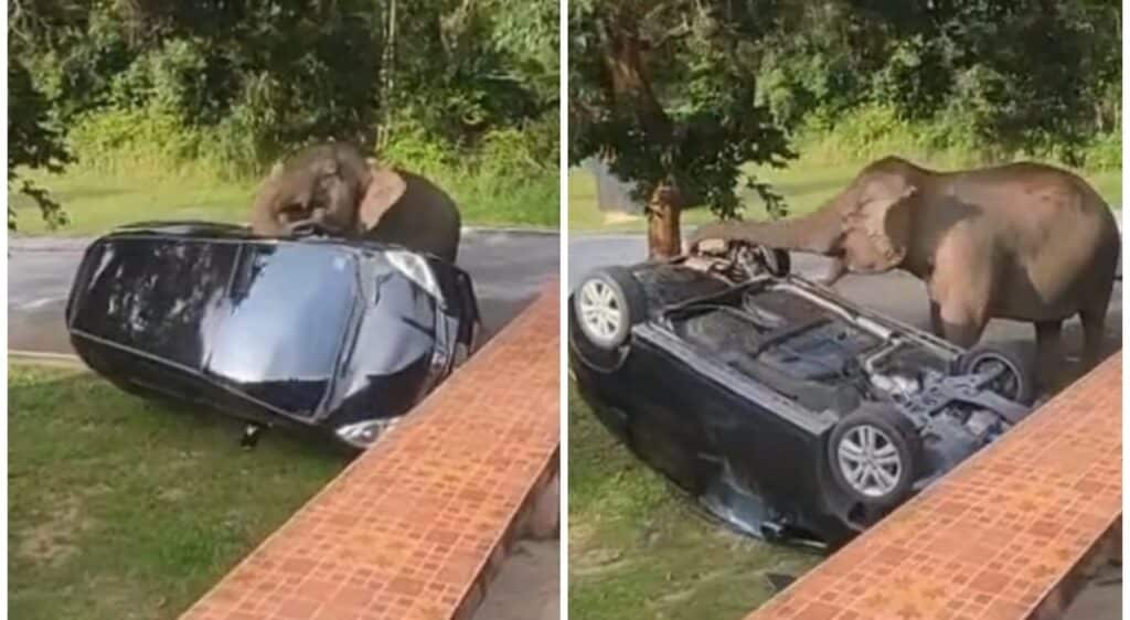 Elefante ribalta l'auto dei turisti nel parco nazionale: l'esperienza indimenticabile