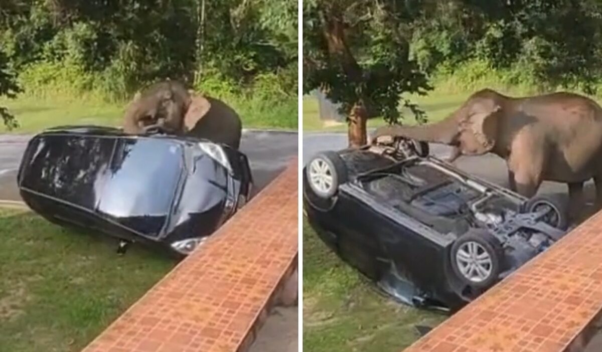 Elefante ribalta l'auto dei turisti nel parco nazionale: l'esperienza indimenticabile