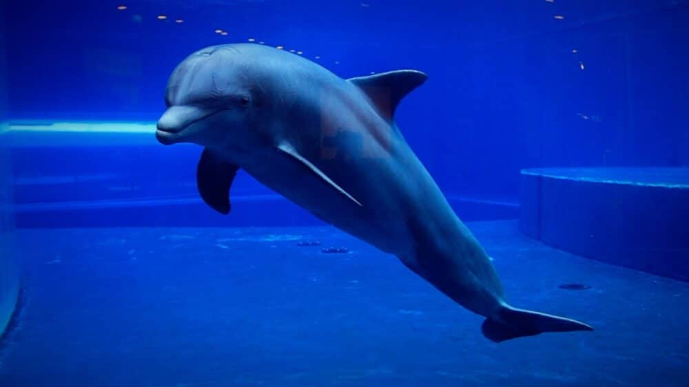 Giappone, "delfino sessualmente frustrato", panico tra i bagnanti: "Almeno 18 casi"