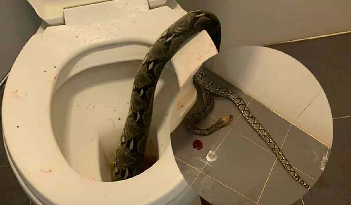 Si siede sul water e viene morso ai testicoli da un serpente: ecco cos'è accaduto