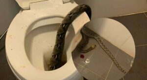 Si siede sul water e viene morso ai testicoli da un serpente: ecco cos'è accaduto